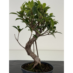Ficus retusa I-8698 vista 3