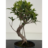 Ficus retusa I-8698 vista 3
