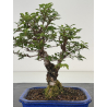 Zelkova nire I-8699 vista 2