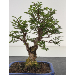 Zelkova nire I-8699 vista 3