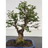 Zelkova nire I-8699 vista 3