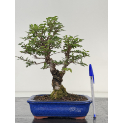 Zelkova nire I-8699