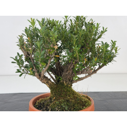 Buxus harlandii I-8700 view 2