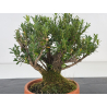 Buxus -boj- harlandii I-8700 vista 2