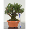 Buxus harlandii I-8700