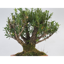 Buxus harlandii I-8700 view 3
