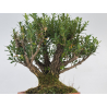 Buxus harlandii I-8700 view 3