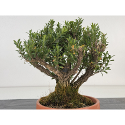 Buxus -boj- harlandii I-8700 vista 4
