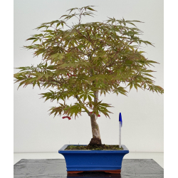 Acer palmatum beni kagami I-8701