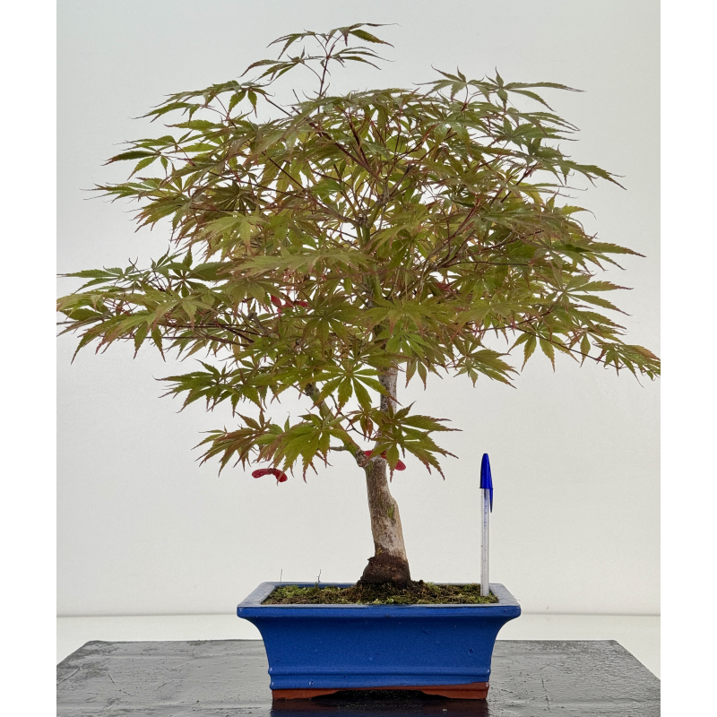 Acer palmatum beni kagami I-8701