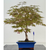Acer palmatum beni kagami I-8701