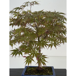 Acer palmatum beni kagami I-8701 vista 2