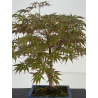 Acer palmatum beni kagami I-8701 vista 2