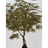 Acer palmatum beni kagami I-8701 vista 3