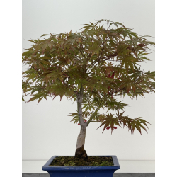 Acer palmatum beni kagami I-8701 vista 4