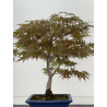 Acer palmatum beni kagami I-8701 vista 4