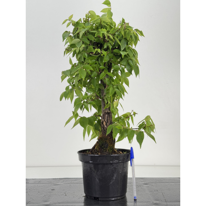 Zelkova serrata I-8702