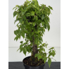Zelkova serrata I-8702 vista 2