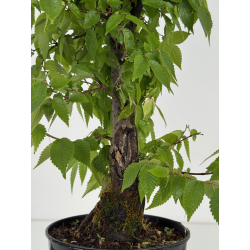 Zelkova serrata I-8702 vista 3