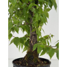 Zelkova serrata I-8702 vista 3