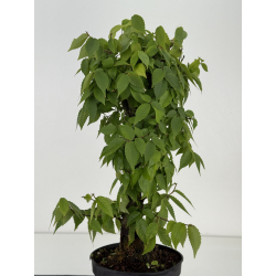 Zelkova serrata I-8702 vista 4