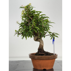 Punica granatum -granado- nejikan I-8703