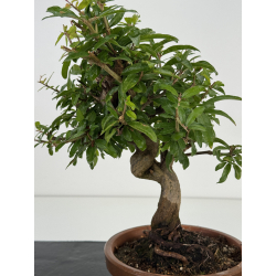 Punica granatum nejikan I-8703 view 2