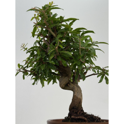 Punica granatum -granado- nejikan I-8703 vista 3
