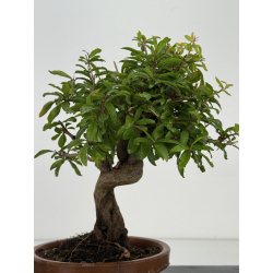 Punica granatum nejikan I-8703 view 4