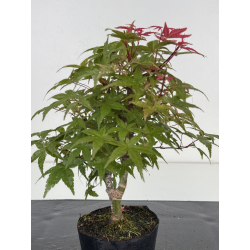 Acer palmatum deshojo I-8705 vista 2