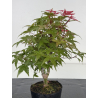 Acer palmatum deshojo I-8705 vista 2