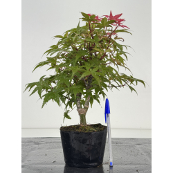Acer palmatum deshojo I-8705