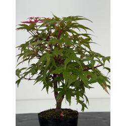 Acer palmatum deshojo I-8705 vista 3