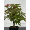 Acer palmatum deshojo I-8705 vista 3