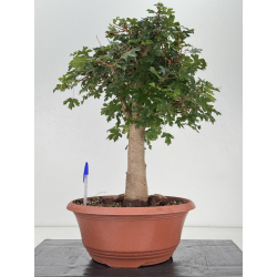 Acer campestris I-8706