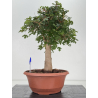 Acer campestris I-8706