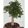 Acer campestris I-8706 vista 2