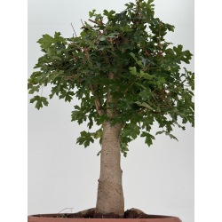 Acer campestris I-8706 vista 3