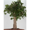 Acer campestris I-8706 vista 3