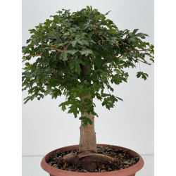 Acer campestris I-8706 vista 4