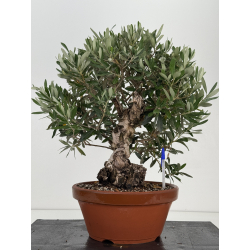 Olea europaea -olivo- I-8707