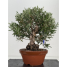 Olea europaea -olivo- I-8707