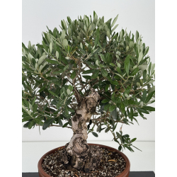 Olea europaea -olivo- I-8707 vista 2