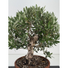 Olea europaea -olivo- I-8707 vista 2