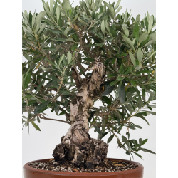 Olea europaea -olivo- I-8707 vista 3