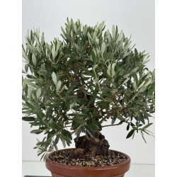 Olea europaea -olivo- I-8707 vista 4