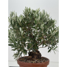 Olea europaea -olivo- I-8707 vista 4
