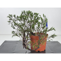 Juniperus sabina -sabina rastrera-  I-8708