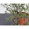 Juniperus sabina -sabina rastrera-  I-8708 vista 2