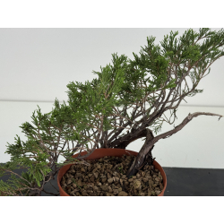 Juniperus sabina -sabina rastrera-  I-8708 vista 3